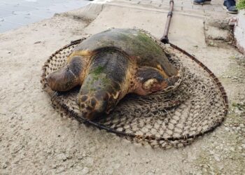 Caretta carettayı silahla vurdular!