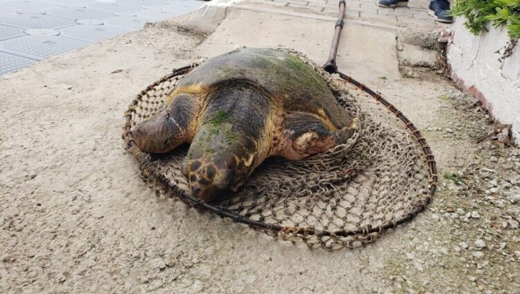 Caretta carettayı silahla vurdular!