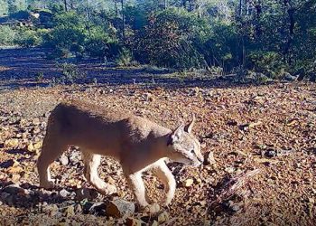 Muğla’da nesli tükenme tehlikesi altında olan karakulak fotokapan tarafından görüntülendi