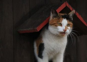 Hayvan Hakları Kanunu ne zaman çıkacak?