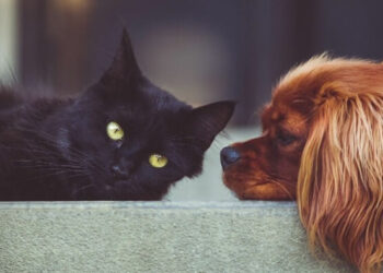 Dünyada bir ilk: Rusya, hayvanları Kovid-19’dan koruyacak ilk aşıyı üretti