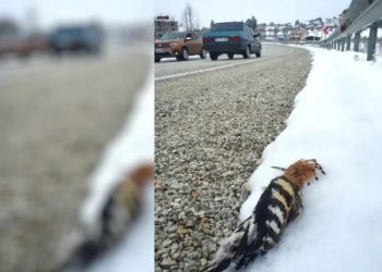 Nisanda kar yağdı; Göçmen kuşlar donarak ölüyor