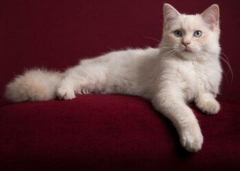 İlk kez kayda geçti: Bir kedi Covid-19 nedeniyle öldü