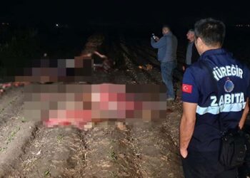 Adana’da, tarlada kesilmiş 3 at bulundu