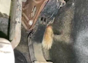 Otomobilin içinden çıkan görenleri şaşkına çevirdi