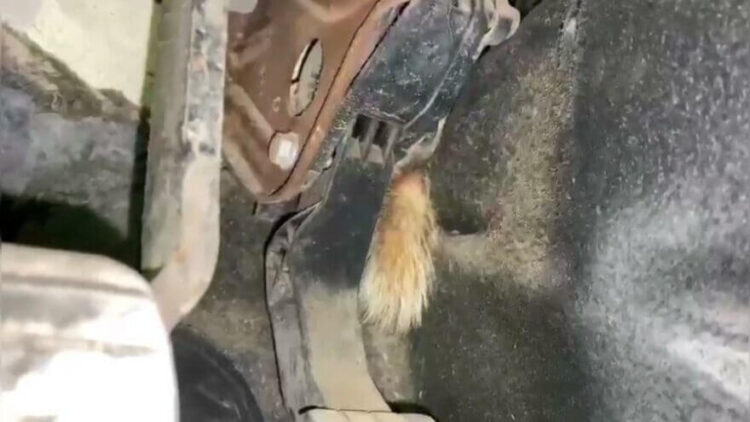 Otomobilin içinden çıkan görenleri şaşkına çevirdi