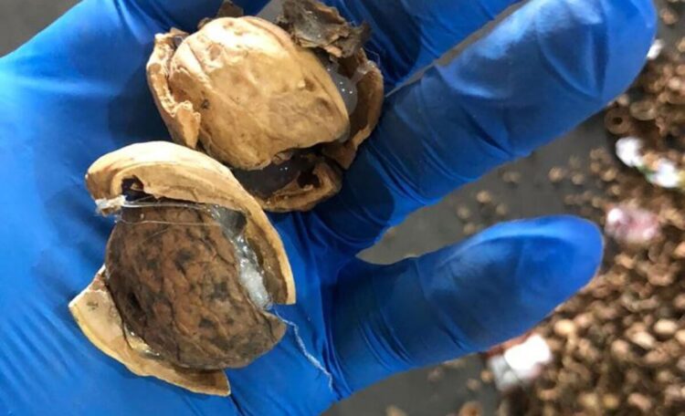 Cevizin içerisinden çıkanlar şoke etti