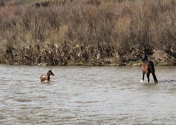 Sürüklenen yavru atın imdadına annesi yetişti