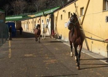 İBB’nin MHP’li belediyeye hibe ettiği atlar kayboldu