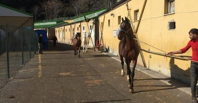 İBB’nin MHP’li belediyeye hibe ettiği atlar kayboldu