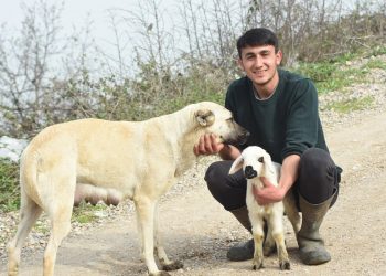 Çoban köpeği, kuzunun ‘süt annesi’ oldu