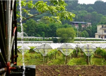 Xi Jinping’in Guangxi gezisi, Çin’in ilerleme adımlarını sağlamlaştırdı