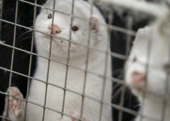 Ölen 9 vizonda corona tespit edildi