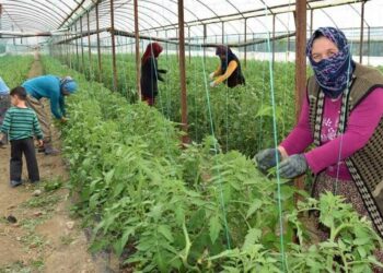 Çiftçi borç batağına saplandı, ithalat kapısı sonuna kadar açıldı