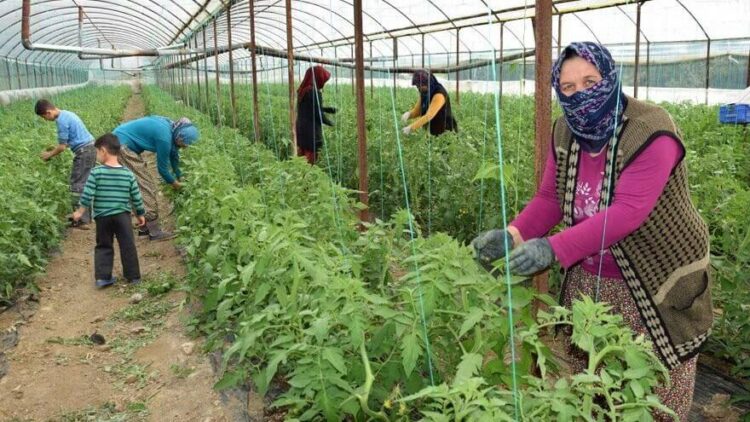 Çiftçi borç batağına saplandı, ithalat kapısı sonuna kadar açıldı