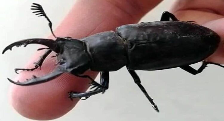 Bodrum’da ‘geyik böceği’ görüldü