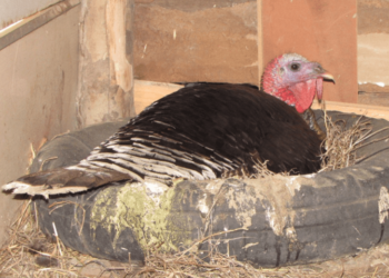 Erkek hindiyi gören de, duyan da şaşkın!