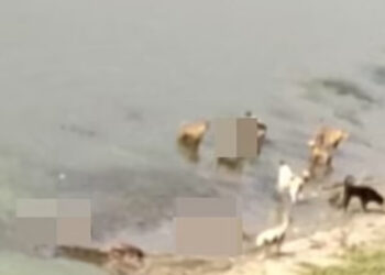 Hindistan’da dehşete düşüren görüntüler! Köpekler ve kuşlar cesetleri yiyor
