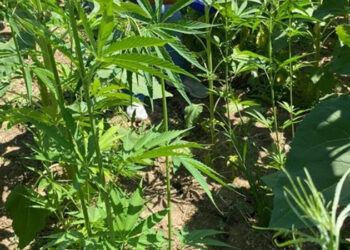 Ayçiçeği tarlasında 150 kök kenevir bitkisi ele geçirildi