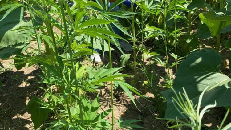 Ayçiçeği tarlasında 150 kök kenevir bitkisi ele geçirildi