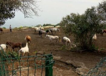 İBB’nin hibe ettiği kayıp atlar olayında yeni gelişme! Soruşturma başlatıldı