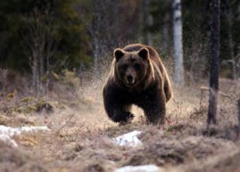 Köpeklerini gezmeye çıkaran kadını ayılar yedi!