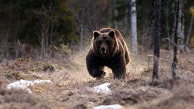 Köpeklerini gezmeye çıkaran kadını ayılar yedi!