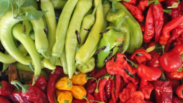 Rusya’nın kabul etmediği böcekli biberleri Türkiye mi yiyecek?