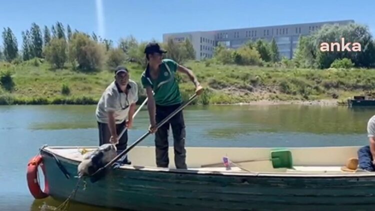 Köpeği batması için taşla birlikte poşet içinde akarsuya attılar