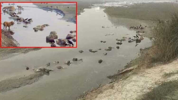 Koronavirüslü cesetleri köpek ve kuşlar yemeye başladı!