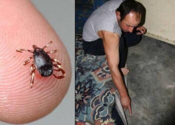 Kene Bingöl’de de öldürdü! Vaka sayıları artıyor