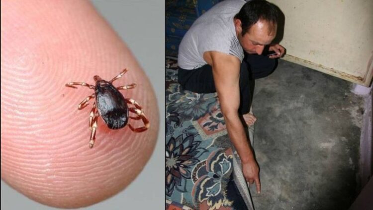 Kene Bingöl’de de öldürdü! Vaka sayıları artıyor