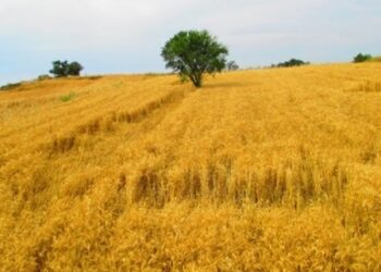 Buğday tarlalarında göz yaşartan manzara…