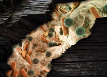 Bilim insanları, “bin yıllık dışkılarda” yeni mikroplar keşfetti