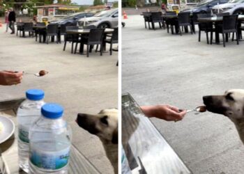 Köpeğe kaşıkla yemek yedirdi, tartışma yarattı