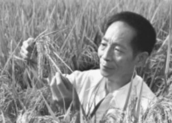 Xi’den melez çeltiğin babası Yuan Longping’in ailesine taziye