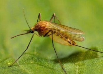 Prof. Dr. Hüseyin Yılmaz’dan sivrisinek uyarısı: Toplamda 50 kadar virüs bulaştırabilir