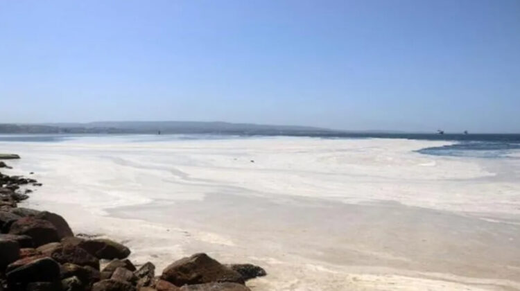 Hidrobiyolog Levent Artüz: Denizdeki salyalar cesedin çürümesidir