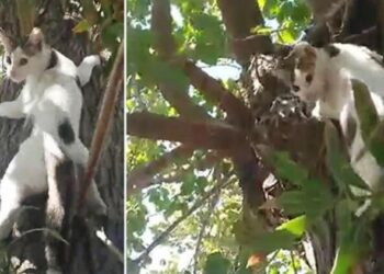 Sahibinin ağaçtaki kediyi Ege şivesiyle kurtarma çabası, gülümsetti