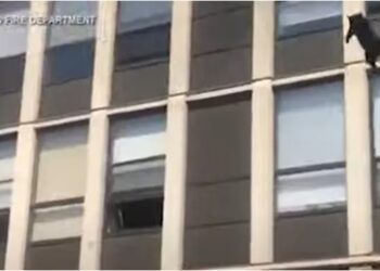 Beşinci kattan atlayarak yangından kurtulan kedi viral oldu