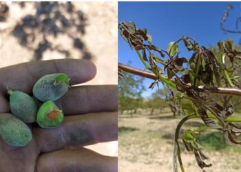Tüm Köy Sen’den üreticiler için acil destek çağrısı