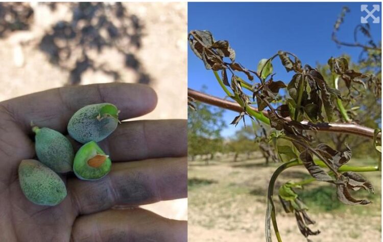 Tüm Köy Sen’den üreticiler için acil destek çağrısı