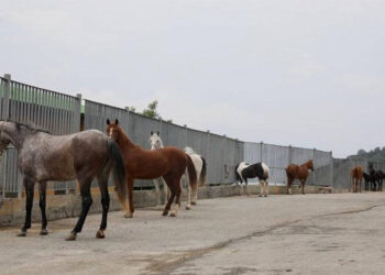 Adalar’daki atları sahiplenen kurum ve kişilerin listesi açıklandı