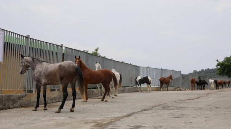 Adalar’daki atları sahiplenen kurum ve kişilerin listesi açıklandı