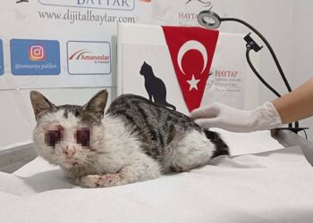 Sokak kedisinin gözlerini oydular