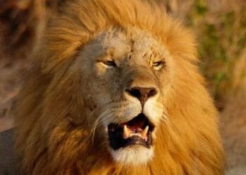 Hayvanat bahçesindeki 8 aslan koronavirüse yakalandı