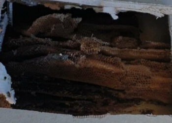 İstanbul Bakırköy’de okul duvarından 50 kilo bal çıktı