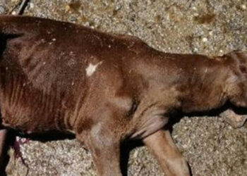 Yeni doğan buzağı görenleri şoke etti! Veteriner bile gözlerine inanamadı