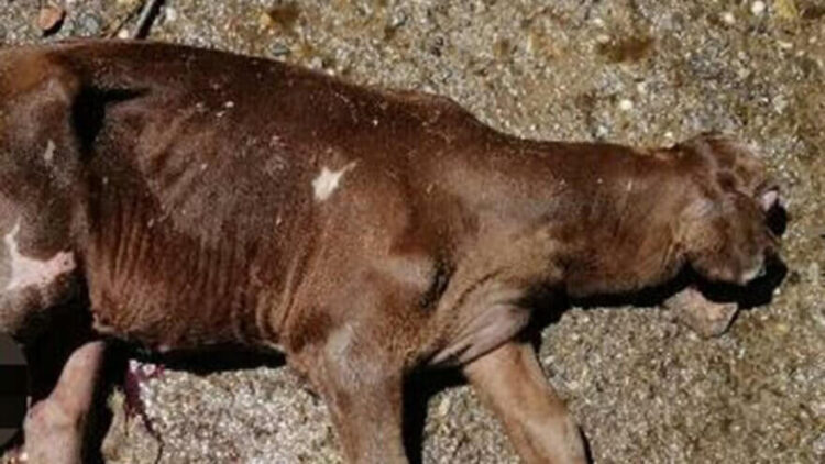 Yeni doğan buzağı görenleri şoke etti! Veteriner bile gözlerine inanamadı