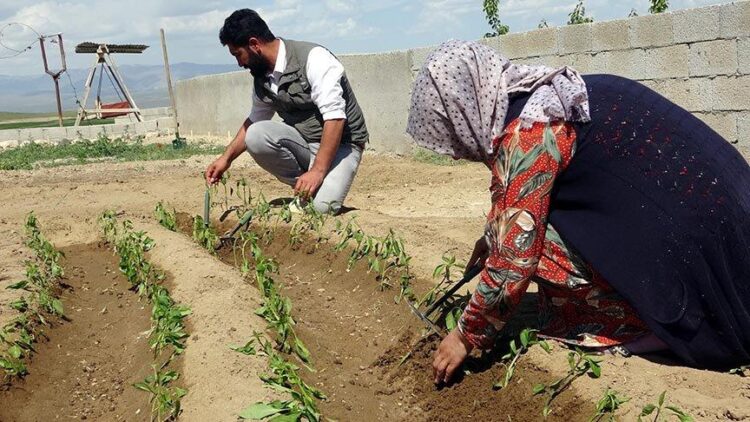 İki üniversite bitirip 81 ili gezdiler, şimdi çiftçiler